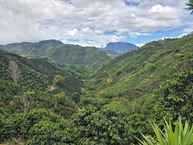 Coffee plantations covering the slopes of the mountainous landscape, 2026