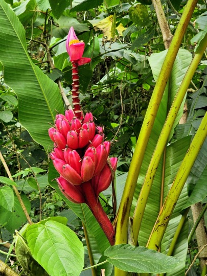 Pink banana (Musa velutina), 2026