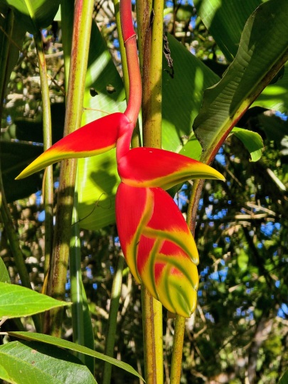 Hanging lobster claw (Heliconia rostrata), 2026