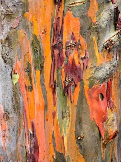 The bark of a rainbow eucalyptus tree (Eucalyptus deglupta), 2026