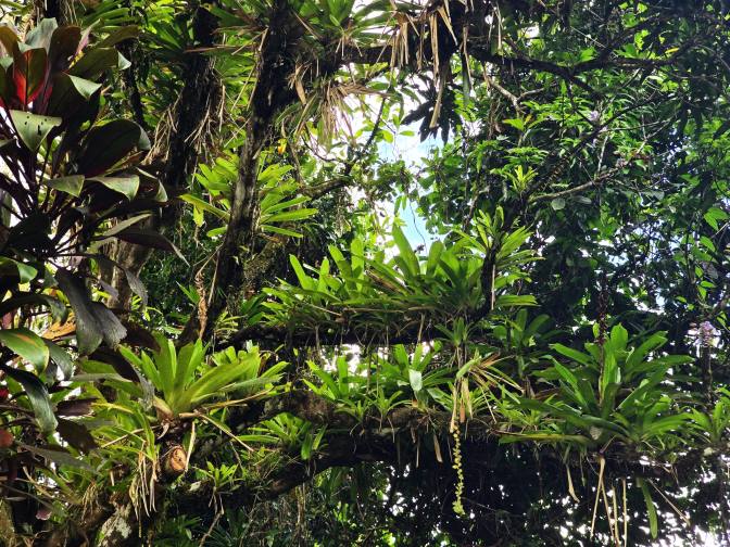 Epiphytic bromeliads growing in the tree canopy, 2026