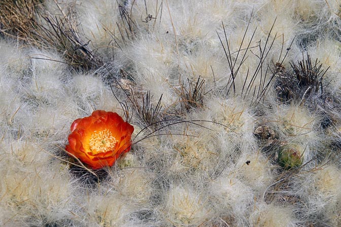 קקטוס מכוסה פלומה, הנקרא בפי המקומיים הואגרו, פורח בכתום עז, עמק הואנאקפאטאי 2008