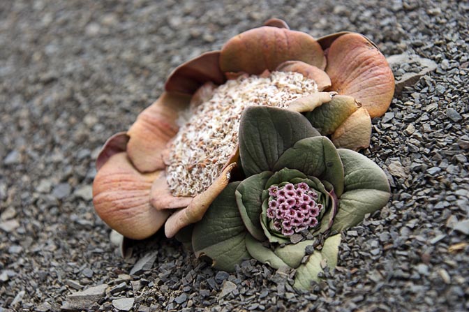 A rare flower, known locally as Shongu-Shongu and Kallu-Kallu in Quechua, Mount Huacrish 2008