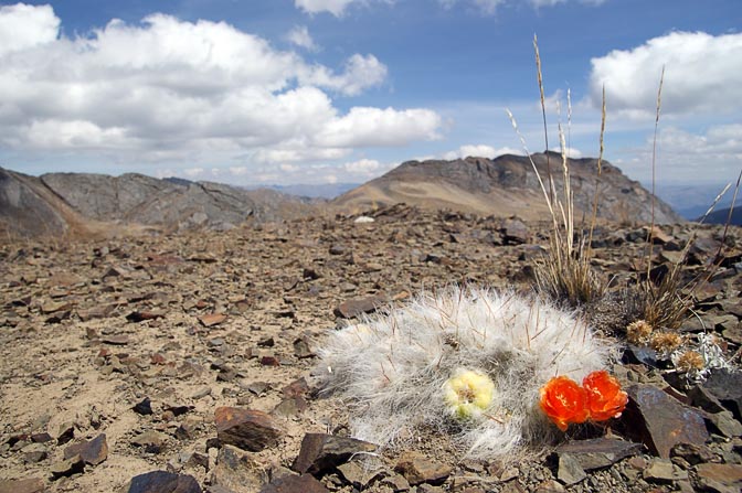 A prolific fuzzy cactus, known locally as Huagru, blossoms in vivid orange, with a sprouting fruit, Mount Huacrish 2008