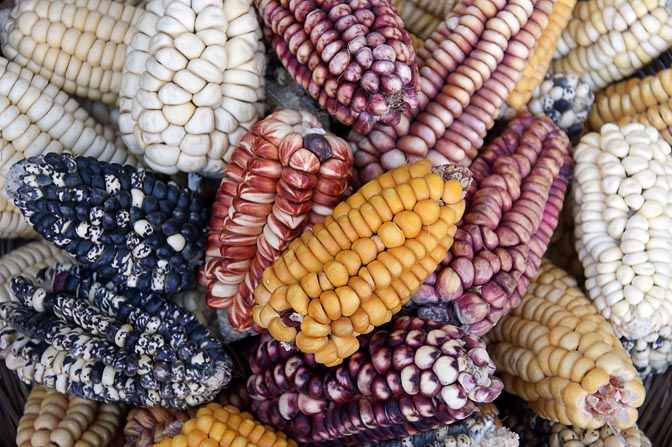 Colorful corn cobs displayed in the market, Cusco 2008