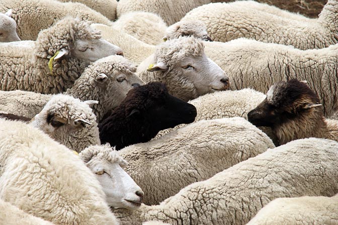 כבשים במכלאה בהטון מצ'אי, קורדיירה נגרה 2008
