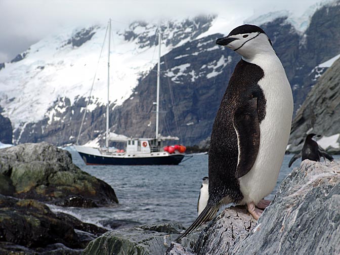 A Chinstrap Penguin (Pygoscelis antarctica) on Elephant Island, 2004