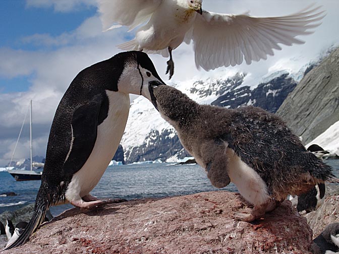 A Chinstrap Penguin (Pygoscelis antarctica) feeding his chick with a Snowy Sheathbill (Chionis alba) above, on Elephant Island 2004