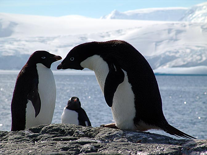 Adelie Penguins (Pygoscelis adeliae) in the Jalour Islands, 2004