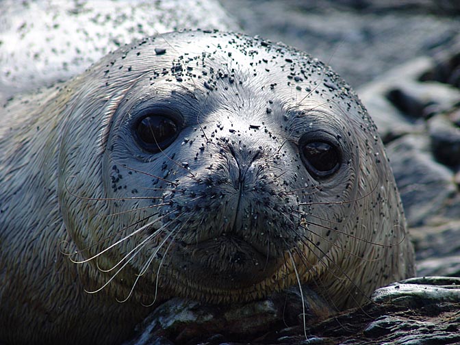 Weddell Seal (Leptonychotes weddellii) on Elephant Island, 2004