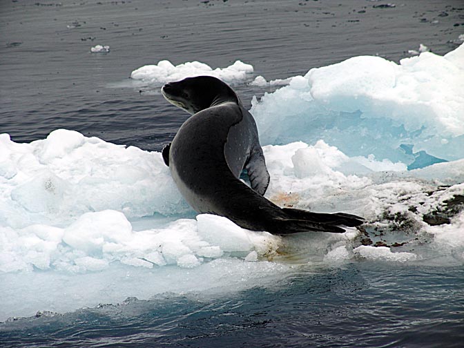 A Leopard Seal (Hydrurga leptonyx) in Fournier Bay, 2004