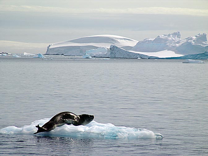 כלב ים מסוג הידרורגה נמרית על קרחון צף במפרץ פורניר, 2004