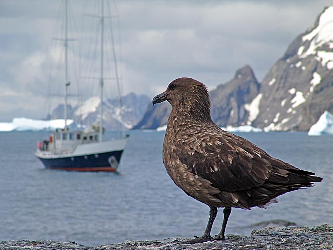 A Brown Skua (Subantarctic Skua, Catharacta antarctica) on Elephant Island, 2004