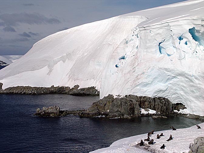 Antarctic Fur Seals (Arctocephalus gazella) in Melchior Islands, 2004