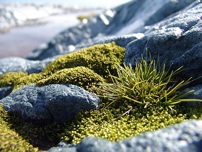 Surprising flora in its southernmost point in Jalour Islands, 2004