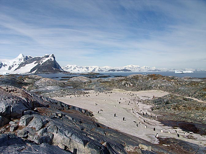 An Adelie Penguin (Pygoscelis adeliae) colony in the Jalour Islands, 2004