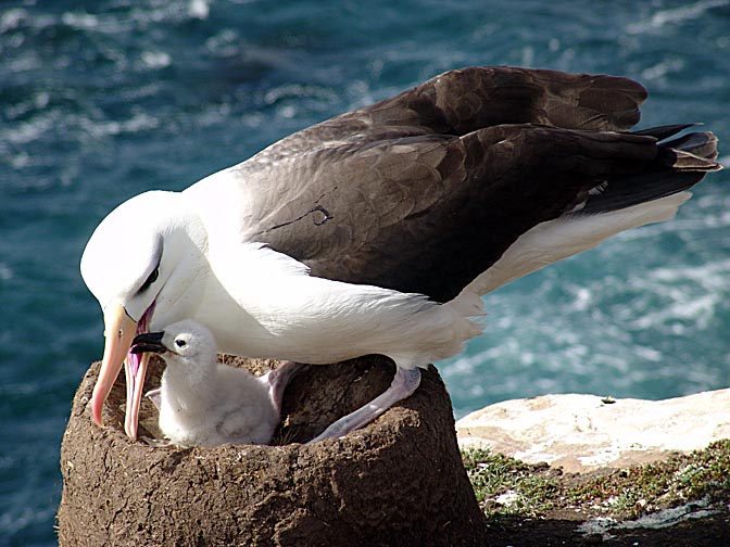 A Black-Browed Albatross (Thalassarche melanophris) feeding his chick, Saunders Island 2004