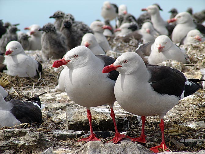 Dolphin Gulls (Larus scoresbii, Red-billed Gull), Bleaker Island 2004