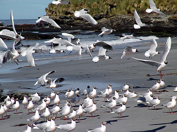 Brown-hooded Gulls, Sea Lion Island 2004