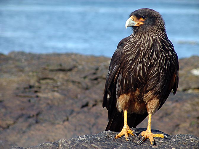 The predator Striated Caracara Falcon (Phalcoboenus australis, or Johnny Rook), Carcass Island 2004