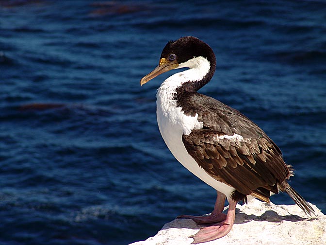 A young King Cormorant (Phalacrocorax carunculatus, or King Shag), Sea Lion Island 2004