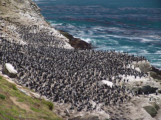 A King Cormorant (Phalacrocorax carunculatus, or King Shag) colony, Carcass Island 2004