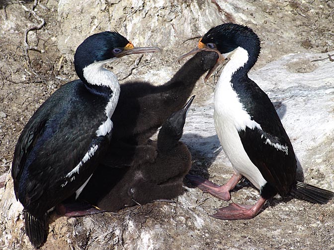 A King Cormorant (Phalacrocorax carunculatus, or King Shag) feeding its chick, Saunders Island 2004