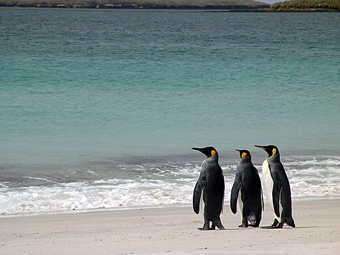King Penguins (Aptenodytes patagonicus) on the beach, Bleaker Island 2004