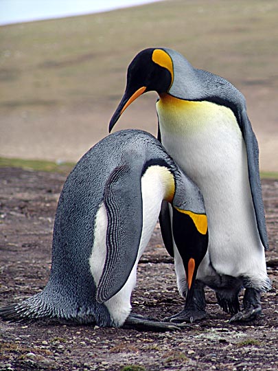 A couple of King Penguins (Aptenodytes patagonicus) showing affection, Saunders Island 2004