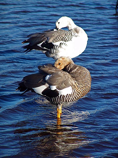 An Upland Goose (Chloephaga picta, or Magellan Goose) female (front) and a male (at rear), Sea Lion Island 2004