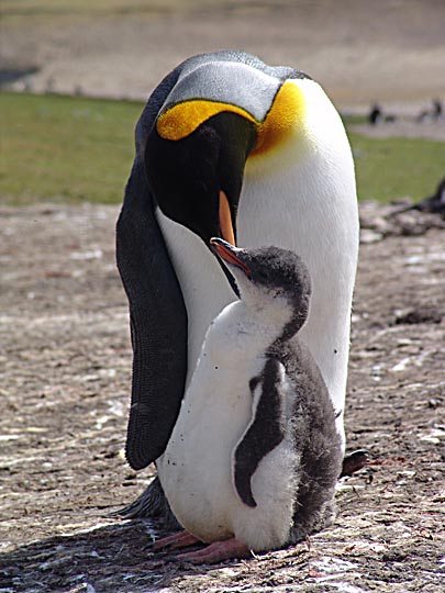 A King Penguin (Aptenodytes patagonicus) parent and a Gentoo Penguin (Pygoscelis papua) chick, Saunders Island 2004