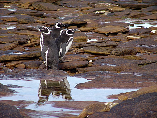 A trio of Magellanic Penguins (Spheniscus magellanicus), Carcass Island 2004