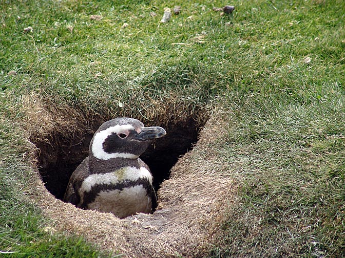 A Magellanic Penguin (Spheniscus magellanicus) peeping from his nest, Bleaker Island 2004