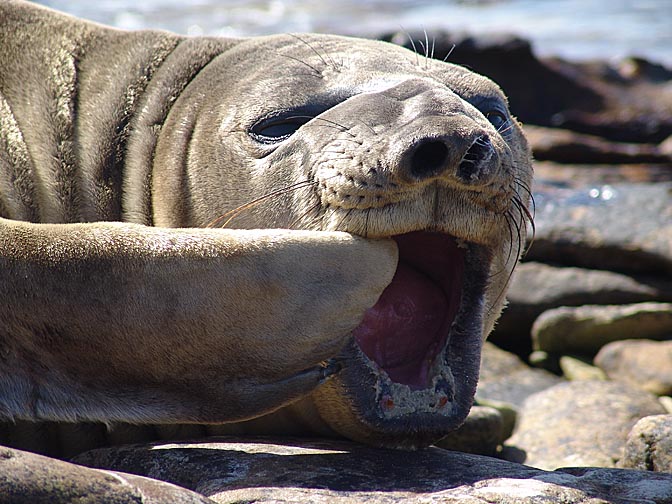 A Southern Elephant Seal (Mirounga leonina) yawning, Carcass Island 2004