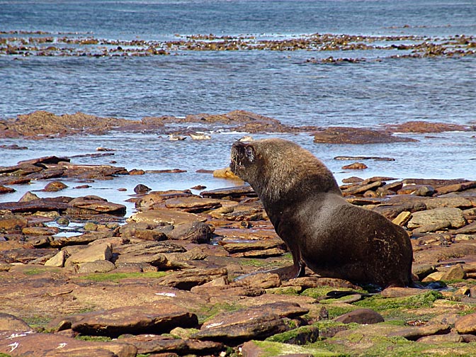 A South American Sea Lion (Otaria flavescens) bull rising, Carcass Island 2004