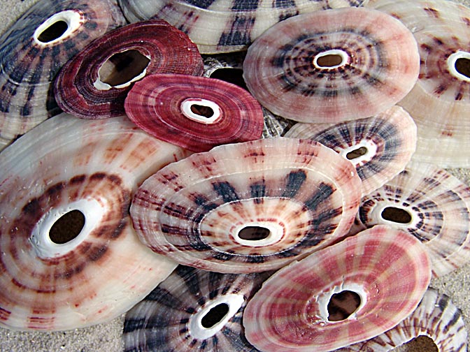 Colorful seashells on Leopard Beach, Carcass Island 2004