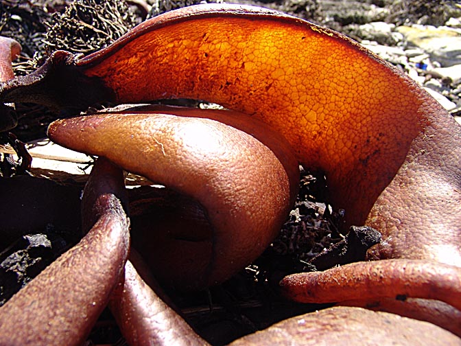 Kelp, large seaweeds (Phaeophyceae or brown algae), Carcass Island 2004