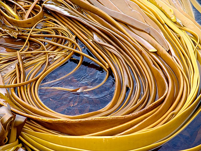 Kelp, large seaweeds (Phaeophyceae or brown algae), around Beauehene Island, 2004