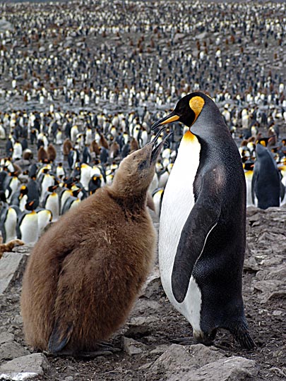 A King Penguin (Aptenodytes patagonicus) with chick in St Andrews Bay, 2004