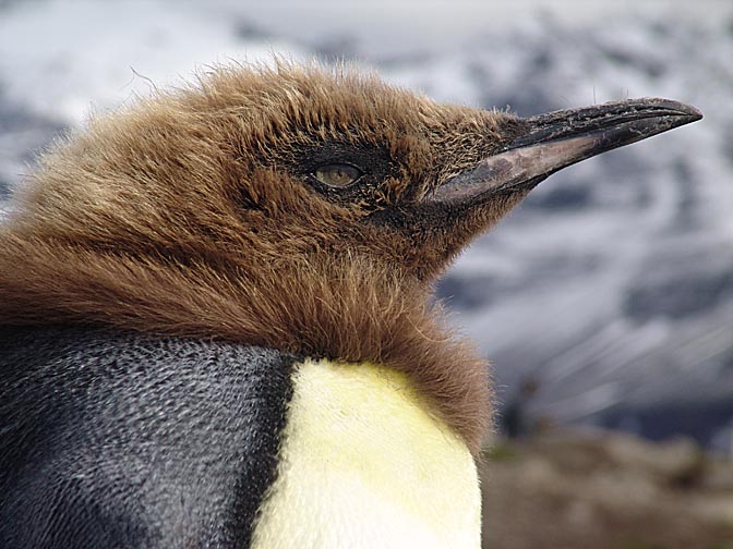 A molting King Penguin (Aptenodytes patagonicus) chick in St Andrews Bay, 2004