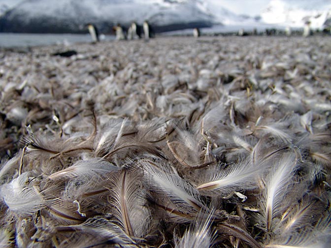 The King Penguin (Aptenodytes patagonicus) moulting feather in St Andrews Bay, 2004