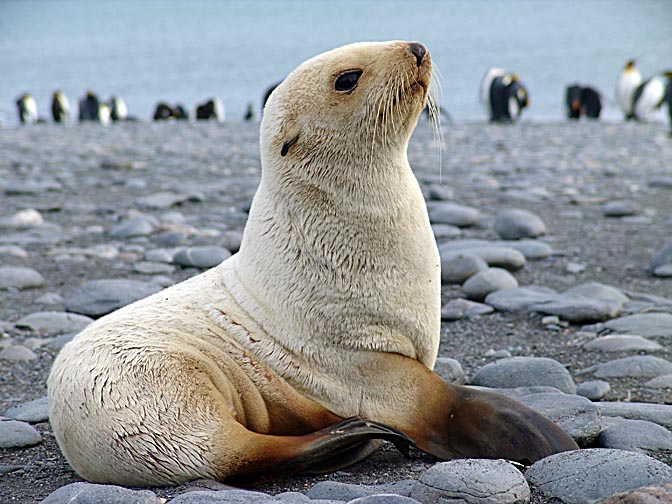 A blond Antarctic Fur Seal (Arctocephalus gazella) in the Bay of Isles, 2004