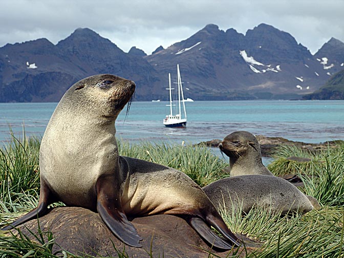 An Antarctic Fur Seal (Arctocephalus gazella) in the Bay of Isles, 2004