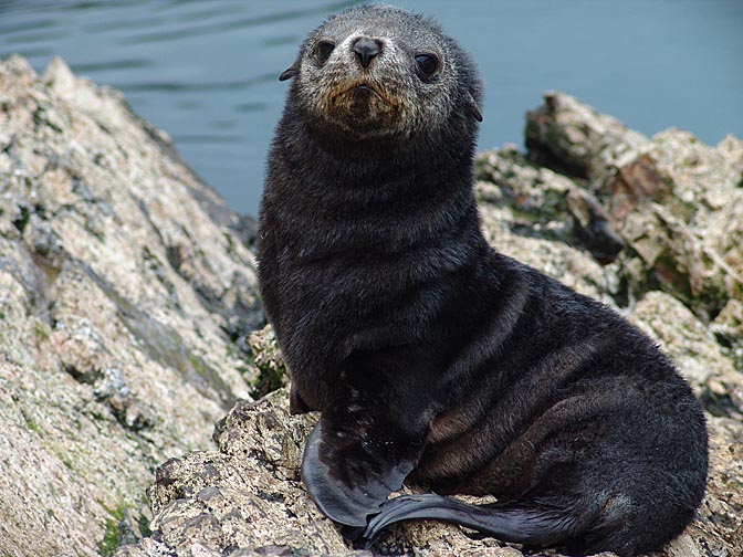 A dark Antarctic Fur Seal (Arctocephalus gazella) in Elsehul Bay, 2004