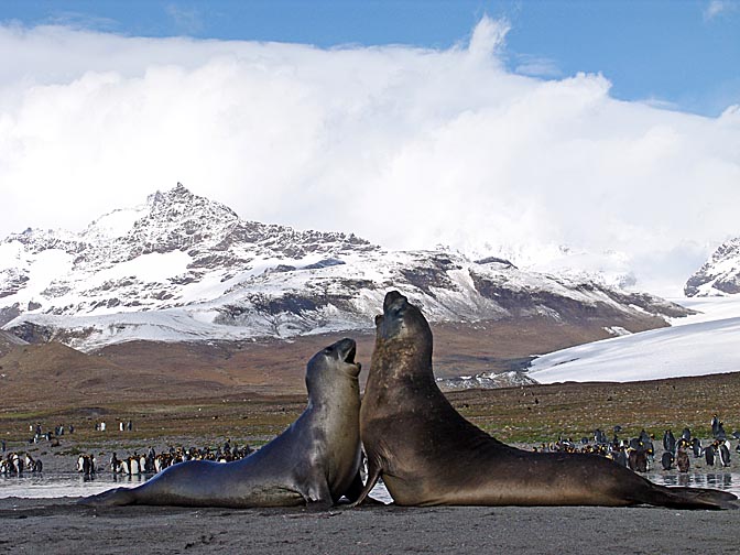 Southern Elephant Seals (Mirounga leonina) fighting in St Andrews Bay, 2004