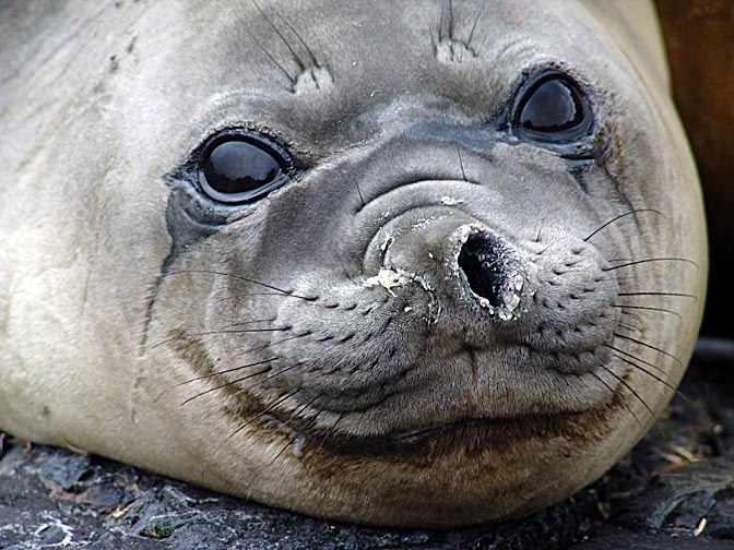 A Southern Elephant Seal (Mirounga leonina) in Rookery Bay, 2004