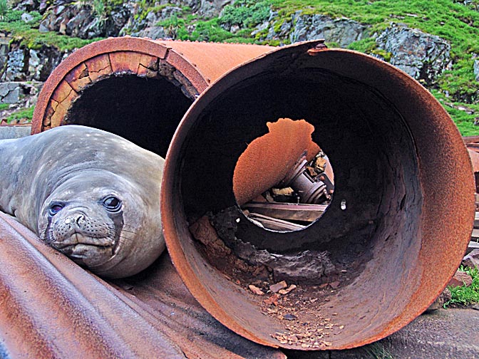 A Southern Elephant Seal (Mirounga leonina) in a derelict whaling station, in Prince Olav Harbour, 2004