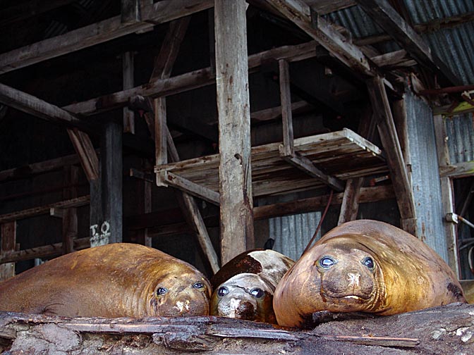Southern Elephant Seals (Mirounga leonina) in a derelict station in Prince Olav Harbour, 2004