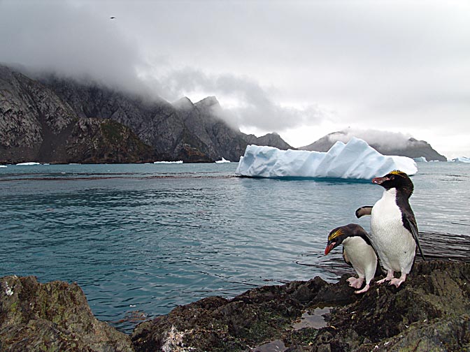 A couple of Macaroni Penguins (Eudyptes chrysolophus) in Elsehul Bay, 2004