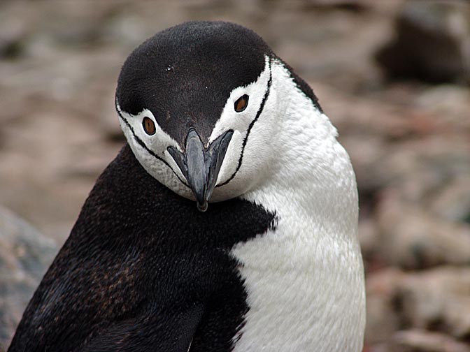 A Chinstrap Penguin in Cooper Bay, 2004